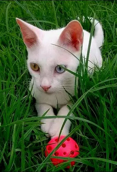 Gato raça Pêlo Curto Britânico Branco de Olhos Ímpares idade 2 a 6 meses nome FLORA