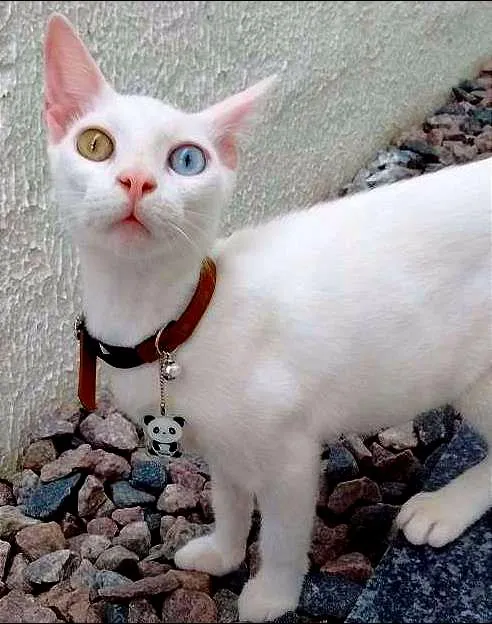 Gato raça Pêlo Curto Britânico Branco de Olhos Ímpares idade 2 a 6 meses nome FLORA