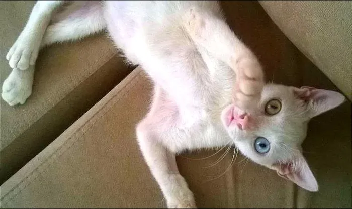 Gato raça Pêlo Curto Britânico Branco de Olhos Ímpares idade 2 a 6 meses nome FLORA