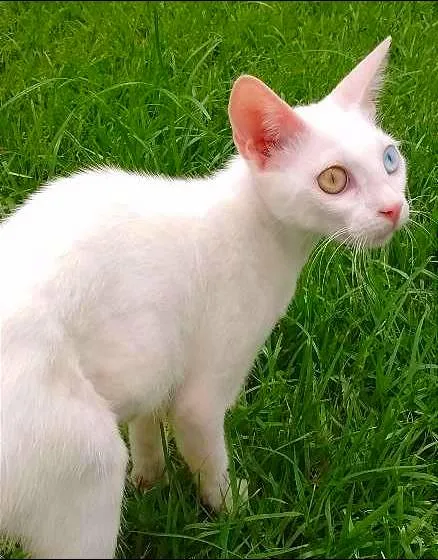Gato raça Pêlo Curto Britânico Branco de Olhos Ímpares idade 2 a 6 meses nome FLORA