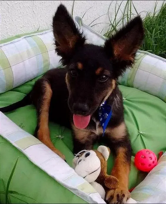 Cachorro raça Sem Raça Definida idade 2 a 6 meses nome BISCOITO