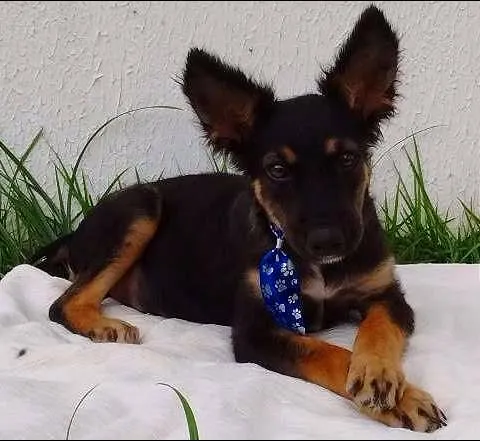 Cachorro raça Sem Raça Definida idade 2 a 6 meses nome BISCOITO