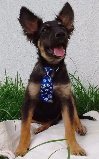 Cachorro raça Sem Raça Definida idade 2 a 6 meses nome BISCOITO