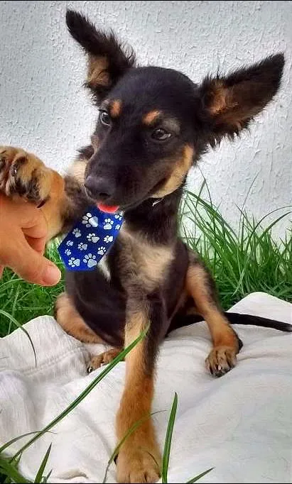 Cachorro raça Sem Raça Definida idade 2 a 6 meses nome BISCOITO