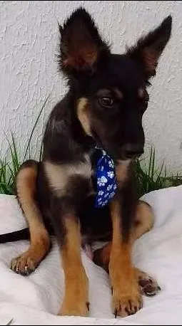 Cachorro raça Sem Raça Definida idade 2 a 6 meses nome BISCOITO