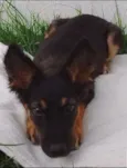 BISCOITO