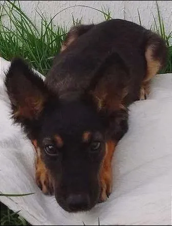 Cachorro raça Sem Raça Definida idade 2 a 6 meses nome BISCOITO