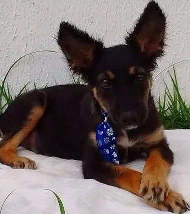 Cachorro raça Sem Raça Definida idade 2 a 6 meses nome BISCOITO