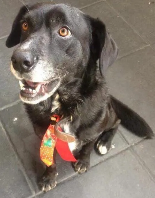 Cachorro ra a vira lata (lembra labrador) idade 6 ou mais anos nome Thor