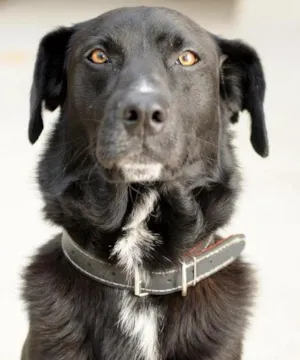 Cachorro raça vira lata (lembra labrador) idade 6 ou mais anos nome Thor