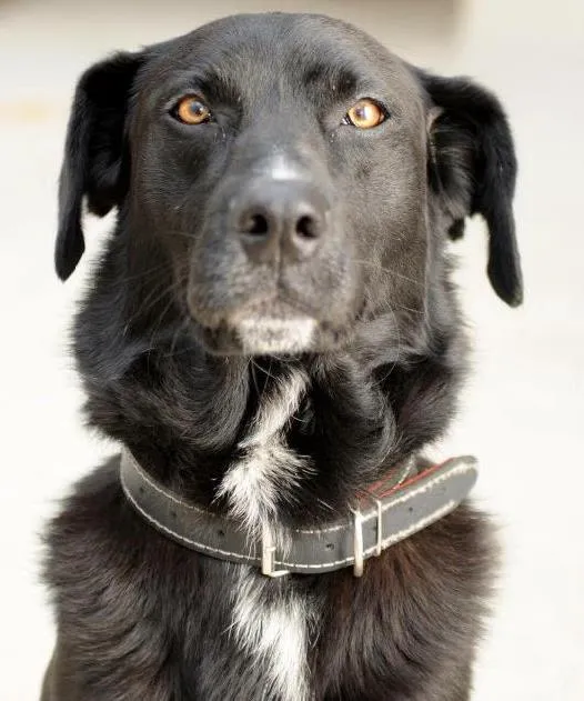 Cachorro ra a vira lata (lembra labrador) idade 6 ou mais anos nome Thor