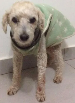 Cachorro raça Poodle idade 6 ou mais anos nome GUGA GRATIFICA