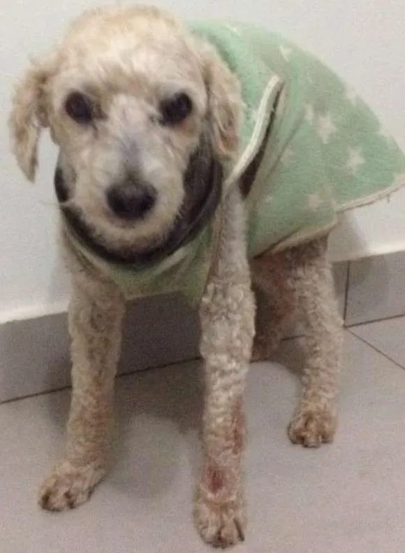 Cachorro ra a Poodle idade 6 ou mais anos nome GUGA GRATIFICA