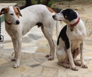 Cachorro raça SRD idade 4 anos nome Billy e Romeu