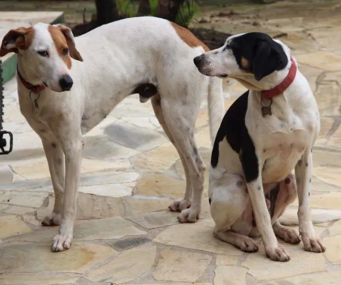 Cachorro ra a SRD idade 4 anos nome Billy e Romeu