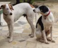 Billy e Romeu