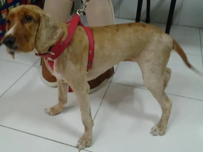 Cachorro ra a Cocker idade 1 ano nome Cristal