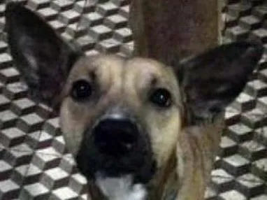 Cachorro ra a  idade 1 ano nome Pipiu