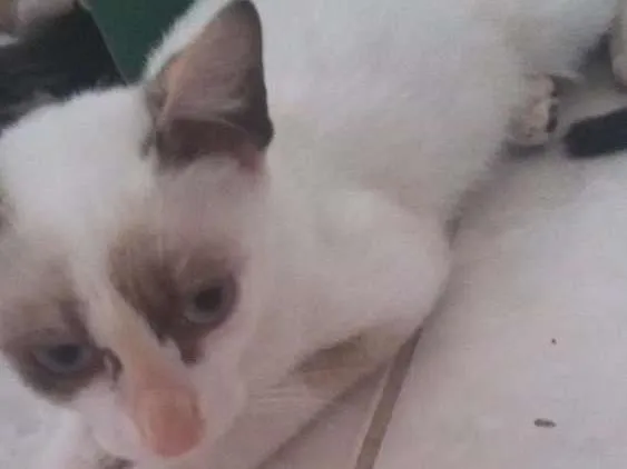 Gato raça Srd idade 7 a 11 meses nome Sem nome
