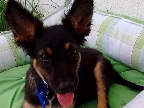 Cachorro raça Sem Raça Definida idade 2 a 6 meses nome BISCOITO
