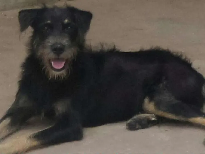 Cachorro raça SRD idade 1 ano nome Duda