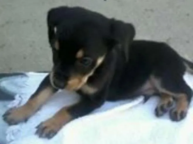 Cachorro ra a labrador-desconhecido idade 7 a 11 meses nome marley