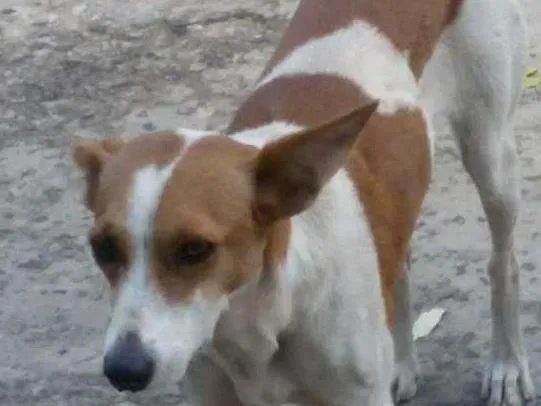 Cachorro ra a  idade  nome Não sei, sem identi