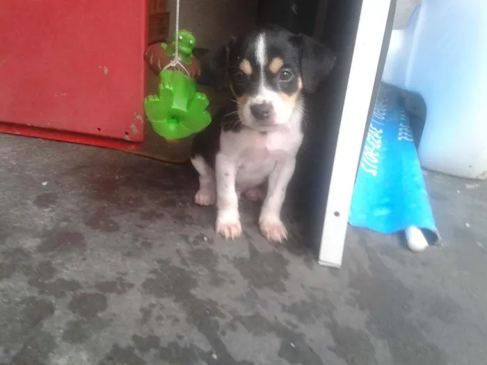 Cachorro ra a SRD idade Abaixo de 2 meses nome Sem nome