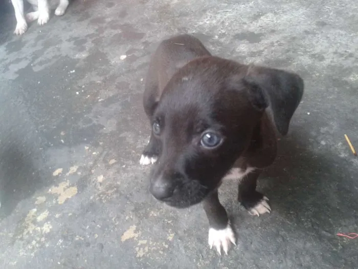 Cachorro ra a SRD idade Abaixo de 2 meses nome Sem nome