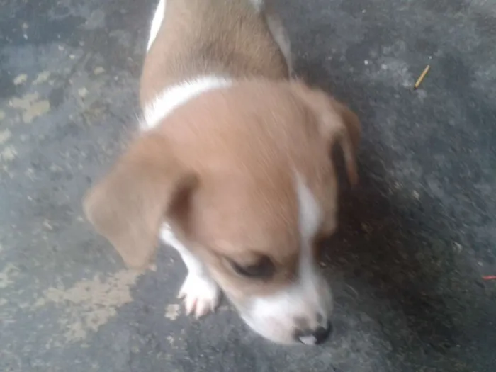 Cachorro ra a SRD idade Abaixo de 2 meses nome Sem nome