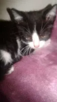 Frajolinha