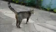 Cinza
