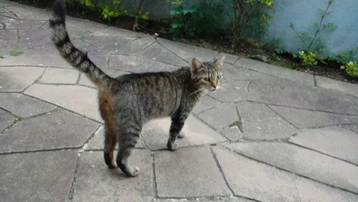 Gato ra a Vira lata idade 1 ano nome Cinza