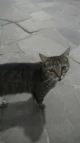Cinza