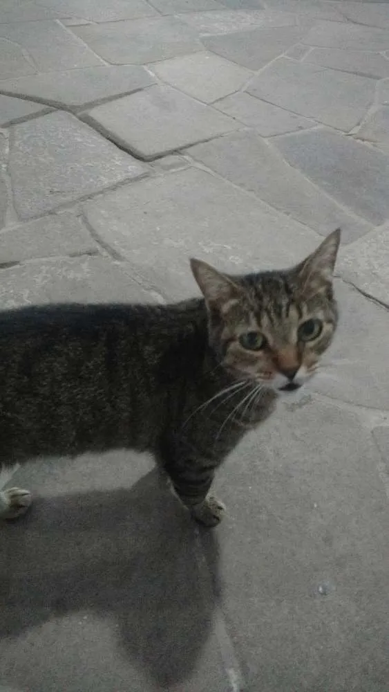 Gato ra a Vira lata idade 1 ano nome Cinza