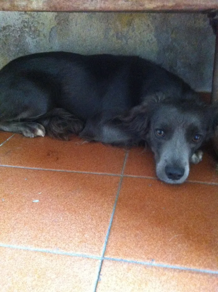 Cachorro ra a Sem raça definida idade 3 anos nome Pepê