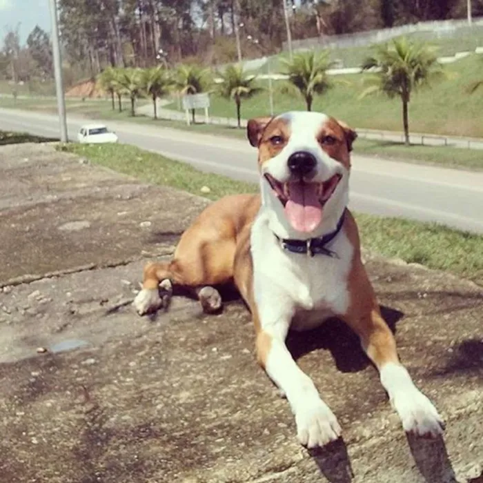 Cachorro ra a vira lata idade  nome tigrinha