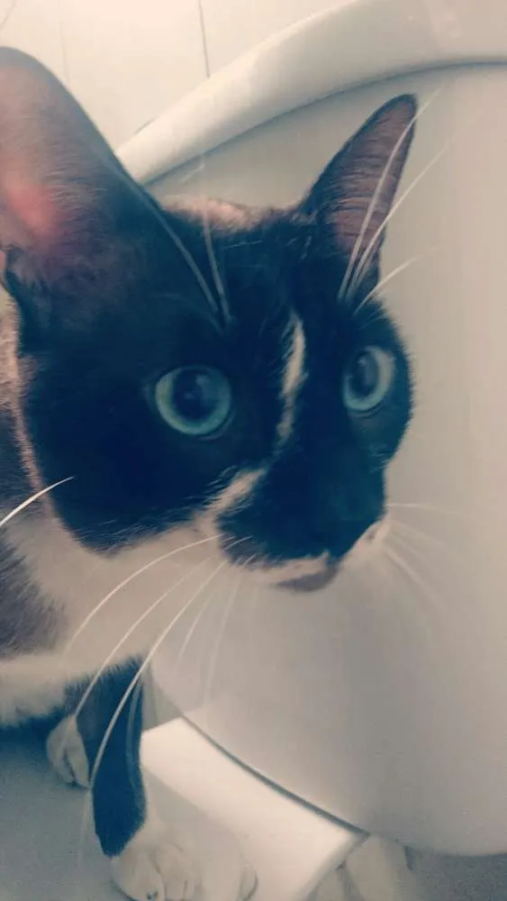 Gato ra a Sem raça definida idade 2 anos nome Tobias