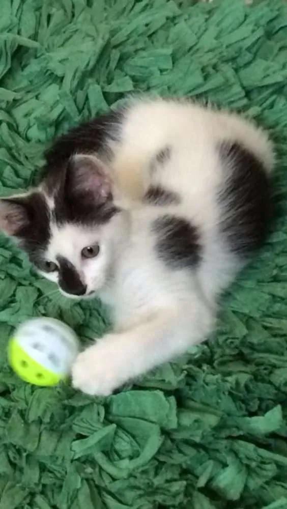 Gato ra a SRD idade 2 a 6 meses nome Frozen