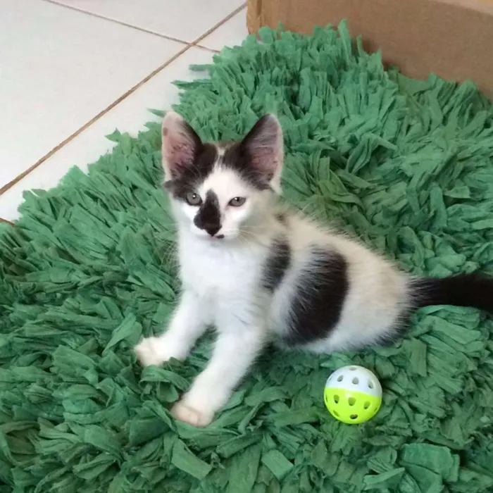 Gato ra a SRD idade 2 a 6 meses nome Frozen