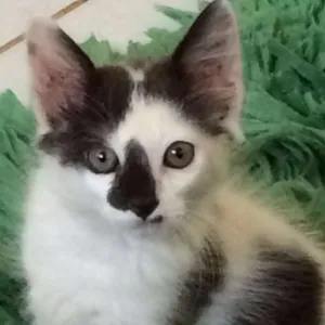 Gato raça SRD idade 2 a 6 meses nome Frozen