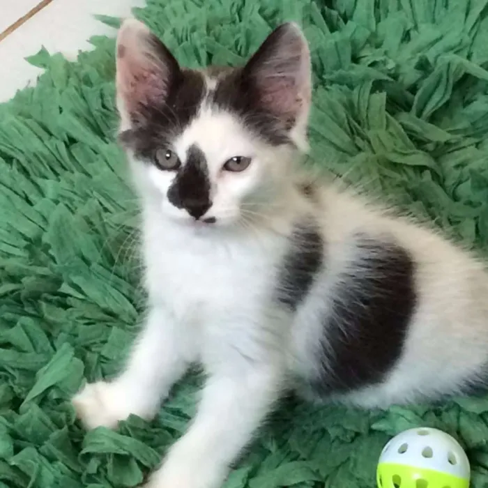 Gato ra a SRD idade 2 a 6 meses nome Frozen