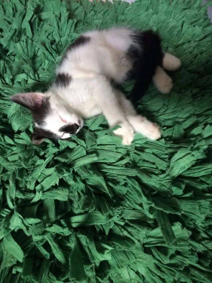 Gato ra a SRD idade 2 a 6 meses nome Frozen