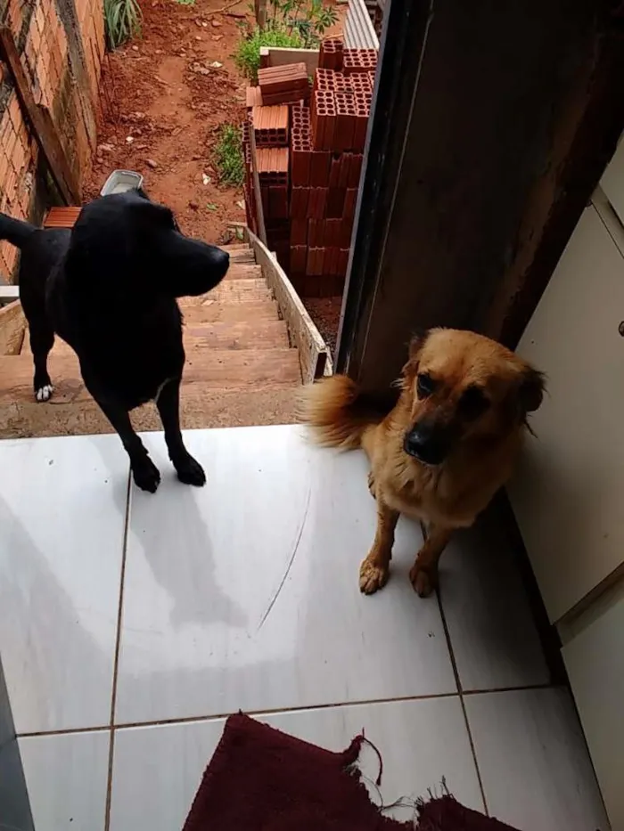 Cachorro ra a Vira lata  idade 2 anos nome Toy e thor