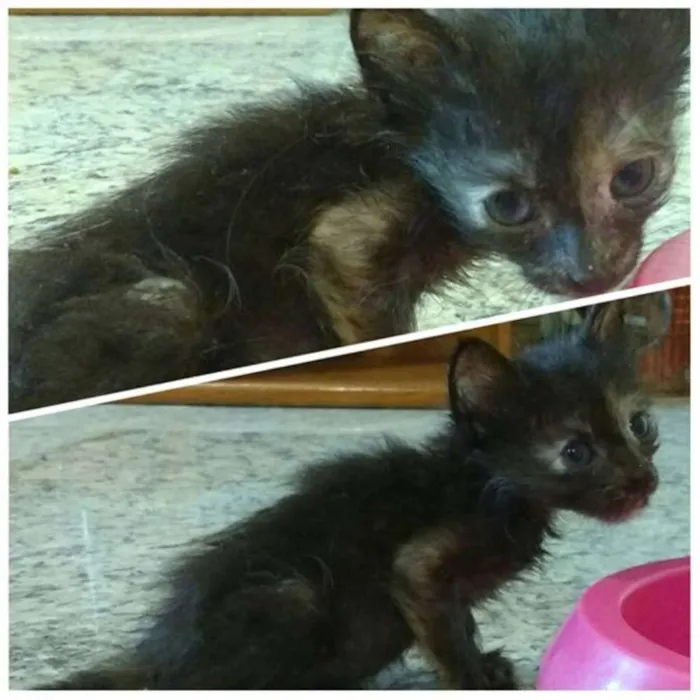Gato raça Vira-lata idade 2 a 6 meses nome Filhotes