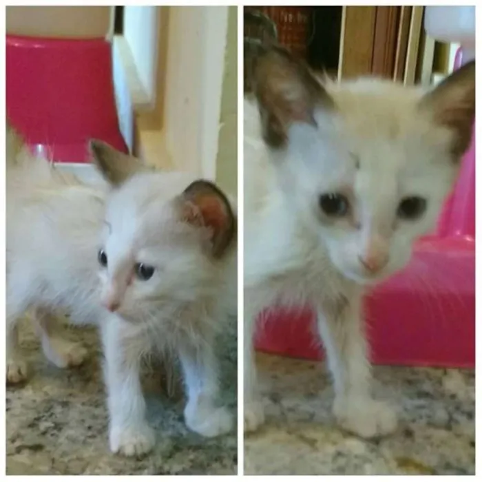 Gato raça Vira-lata idade 2 a 6 meses nome Filhotes