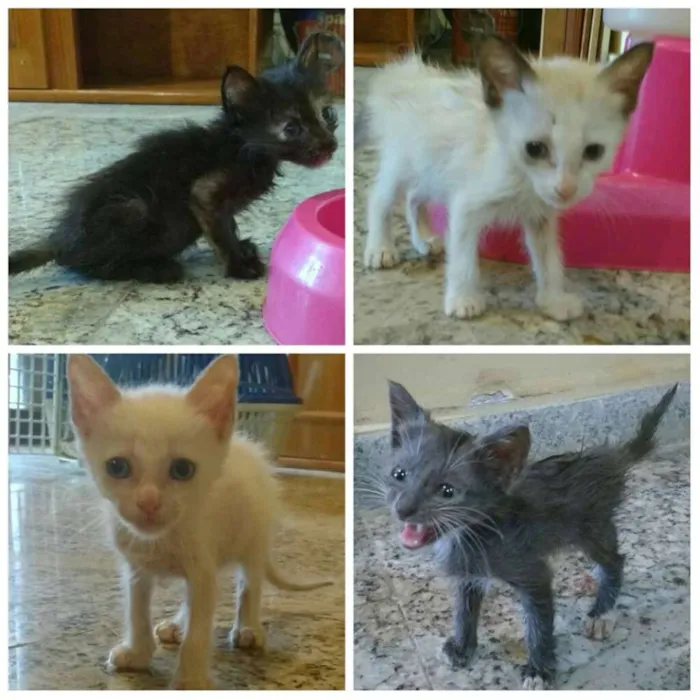 Gato raça Vira-lata idade 2 a 6 meses nome Filhotes