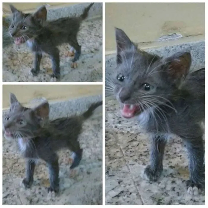 Gato raça Vira-lata idade 2 a 6 meses nome Filhotes