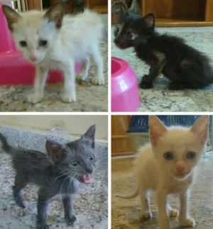 Gato raça Vira-lata idade 2 a 6 meses nome Filhotes