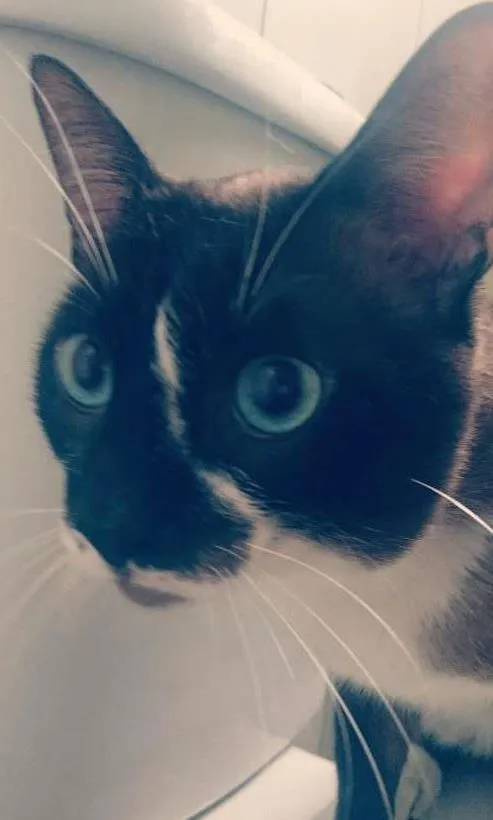 Gato ra a Sem raça definida idade 2 anos nome Tobias